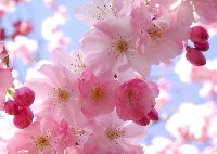 Siamo di nuovo in primavera